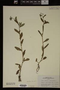 Myosotis scorpioides image