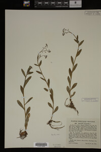 Myosotis scorpioides image