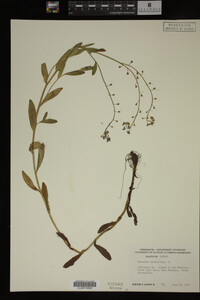 Myosotis scorpioides image