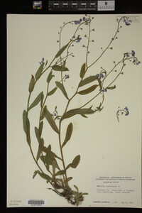 Myosotis scorpioides image