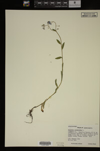 Myosotis scorpioides image