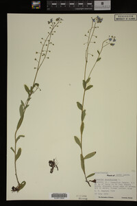 Myosotis scorpioides image