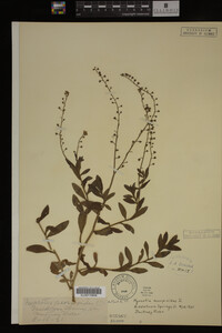 Myosotis scorpioides image