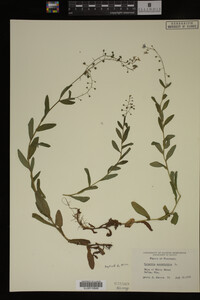 Myosotis scorpioides image