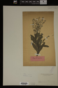 Image Associated With the Occurrence