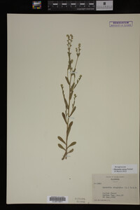 Myosotis verna image