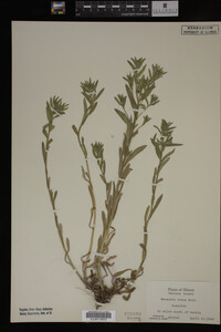 Myosotis verna image