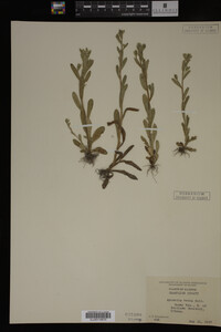 Myosotis verna image