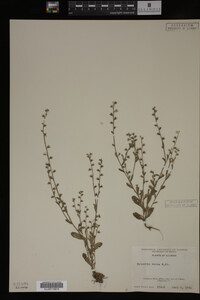 Myosotis verna image