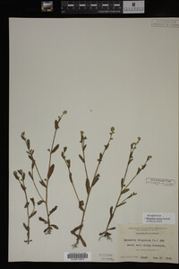 Myosotis verna image