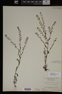Myosotis verna image