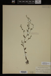 Myosotis verna image