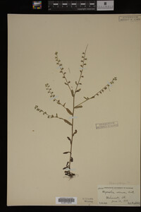 Myosotis verna image