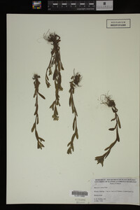 Myosotis verna image