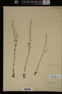 Myosotis verna image