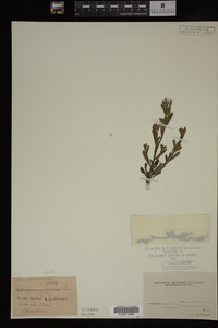 Myosotis verna image