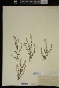 Myosotis verna image