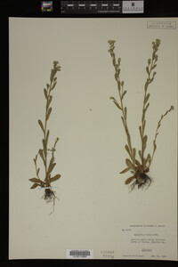 Myosotis verna image