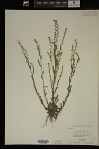 Myosotis verna image