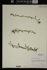 Myosotis verna image