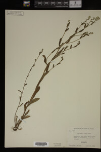 Myosotis verna image