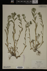 Myosotis verna image