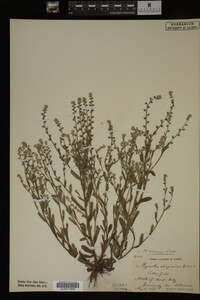 Myosotis verna image