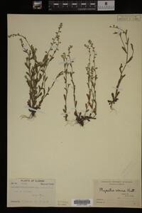 Myosotis verna image