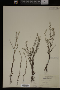 Myosotis verna image