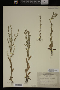 Myosotis verna image