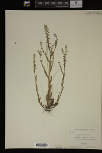 Myosotis verna image