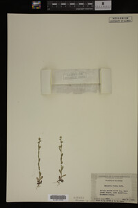 Myosotis verna image
