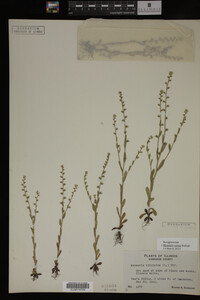 Myosotis verna image
