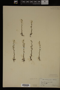 Myosotis verna image