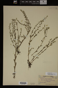 Myosotis verna image
