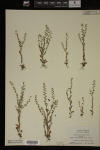 Myosotis verna image