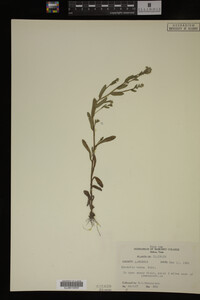 Myosotis verna image