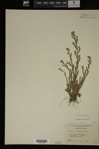 Myosotis verna image