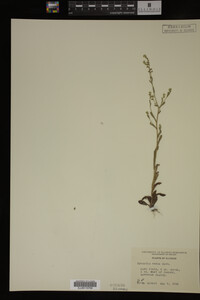 Myosotis verna image