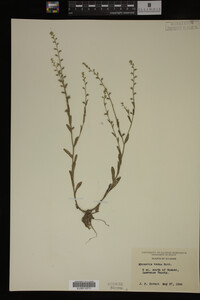 Myosotis verna image