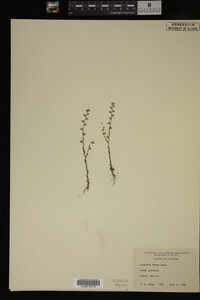 Myosotis verna image