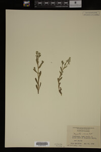 Myosotis verna image