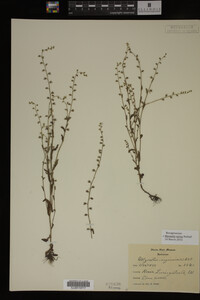 Myosotis verna image