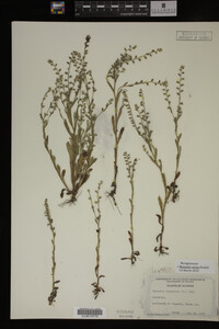 Myosotis verna image