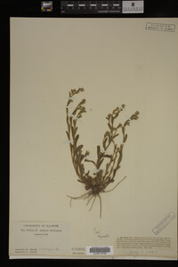 Myosotis verna image