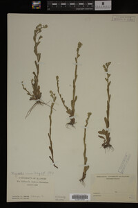 Myosotis verna image