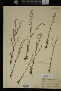 Myosotis verna image