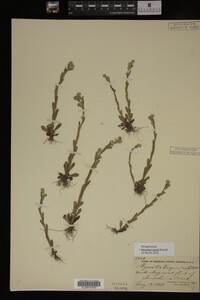 Myosotis verna image