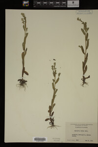 Myosotis verna image