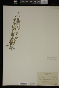 Myosotis verna image